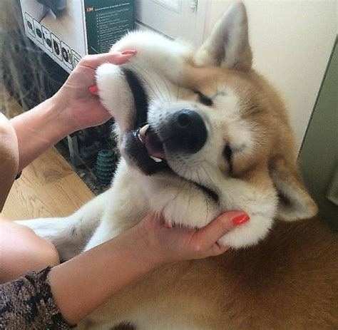 dog gets facefucked